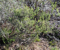 Aspalathus pallescens