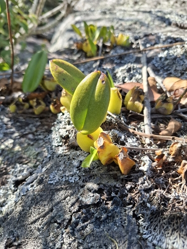 Bulbophyllum exaltatum, photograph 4