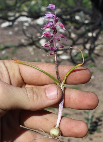 Image of Lachenalia juncifolia by (c) Brian du Preez, some rights reserved (CC BY-SA)