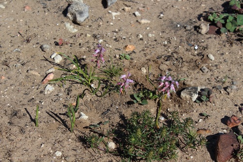 Lachenalia juncifolia