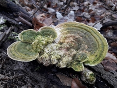 Trametes gibbosa