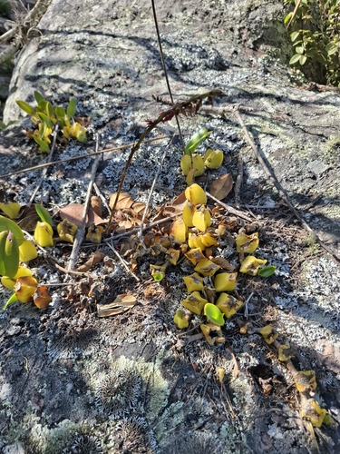 Bulbophyllum exaltatum, photograph 5