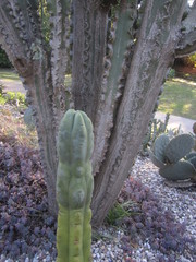 Trichocereus bridgesii