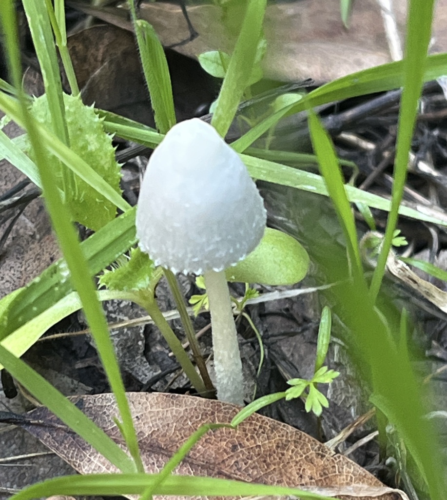 Coprinopsis nivea · December 2025 · photo: © joqatana (iNaturalist, cc-by)