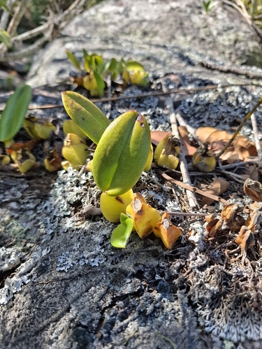 Bulbophyllum exaltatum, photograph 6