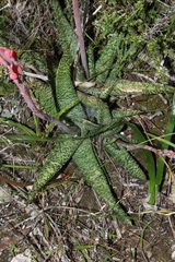 Gasteria carinata
