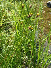 Yellow-eyed Grass (Xyris difformis)