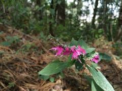 Salvia iodantha