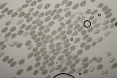 Milesina kriegeriana