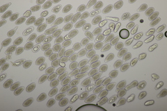 Milesina kriegeriana