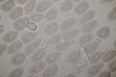 Milesina kriegeriana