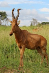 Alcelaphus buselaphus lelwel