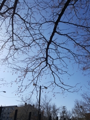 Gleditsia triacanthos