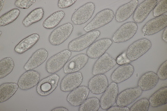 Milesina kriegeriana