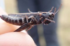 Omocestus haemorrhoidalis