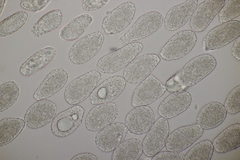 Milesina kriegeriana