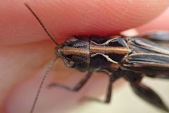 Omocestus haemorrhoidalis