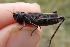 Omocestus haemorrhoidalis
