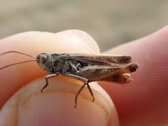 Omocestus haemorrhoidalis