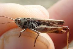 Omocestus haemorrhoidalis