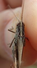 Omocestus haemorrhoidalis