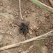 Comops ruficornis - Photo (c) orlandomontes, some rights reserved (CC BY-NC), uploaded by orlandomontes