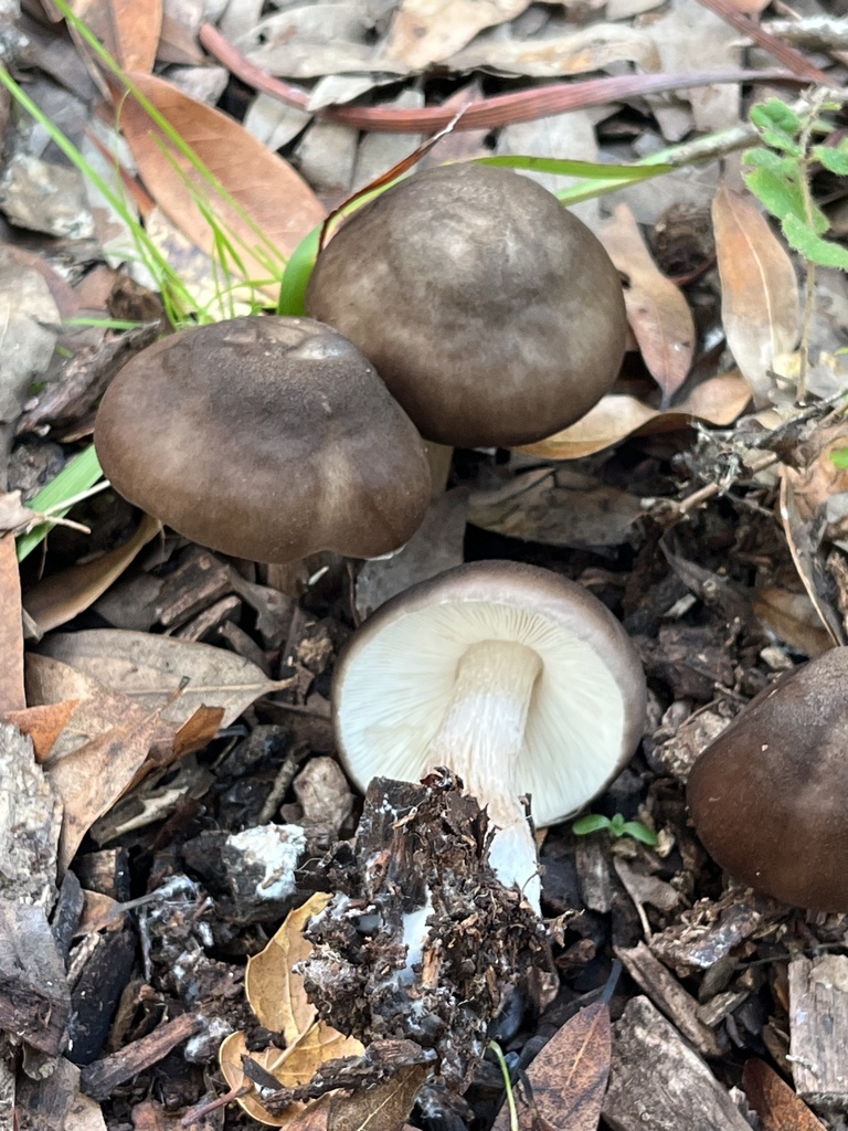 Pluteus exilis · December 2025 · photo: © joqatana (iNaturalist, cc-by)