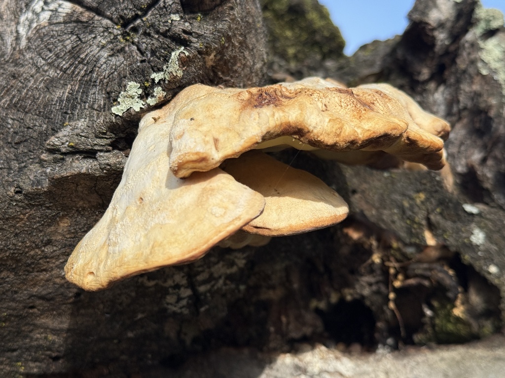 Laetiporus gilbertsonii · December 2025 · photo: © katherinef2 (iNaturalist, cc-by-nc)