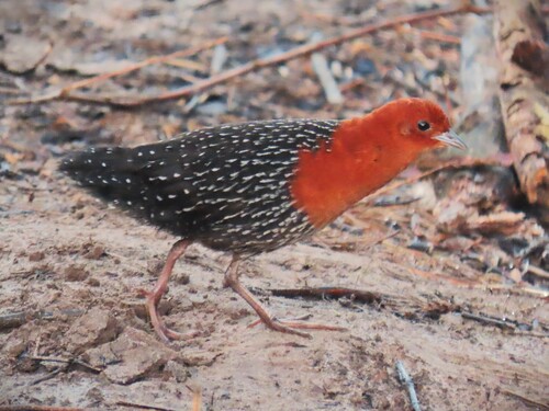 Red-chested Flufftail (Sarothrura rufa), photo 5