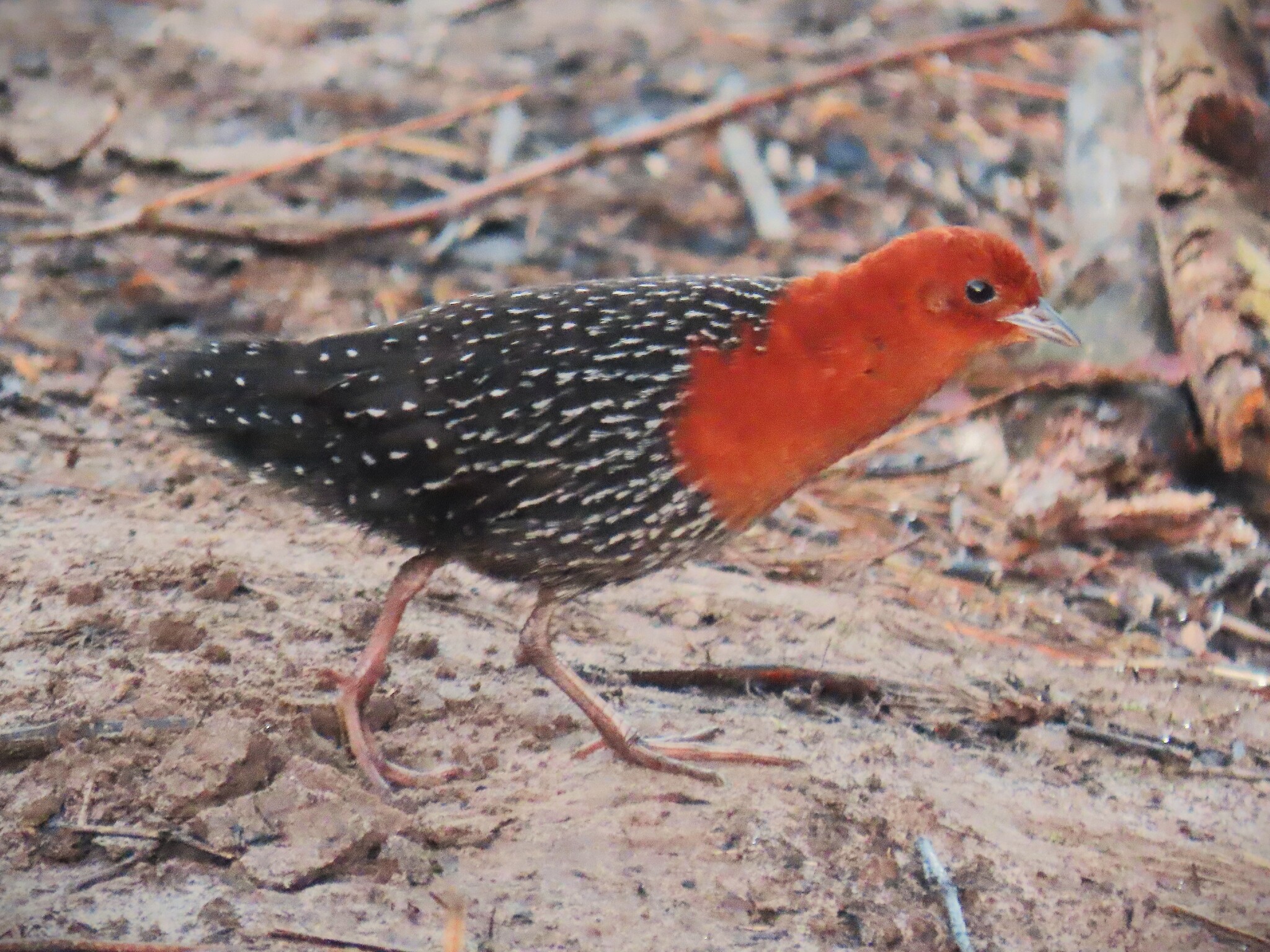 Red-chested Flufftail (Sarothrura rufa), photo 5