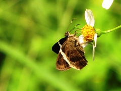 Autochton bipunctatus