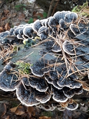 Trametes versicolor