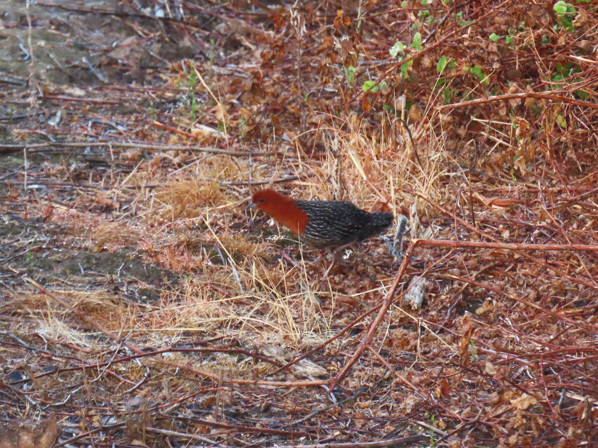 Red-chested Flufftail (Sarothrura rufa), photo 6