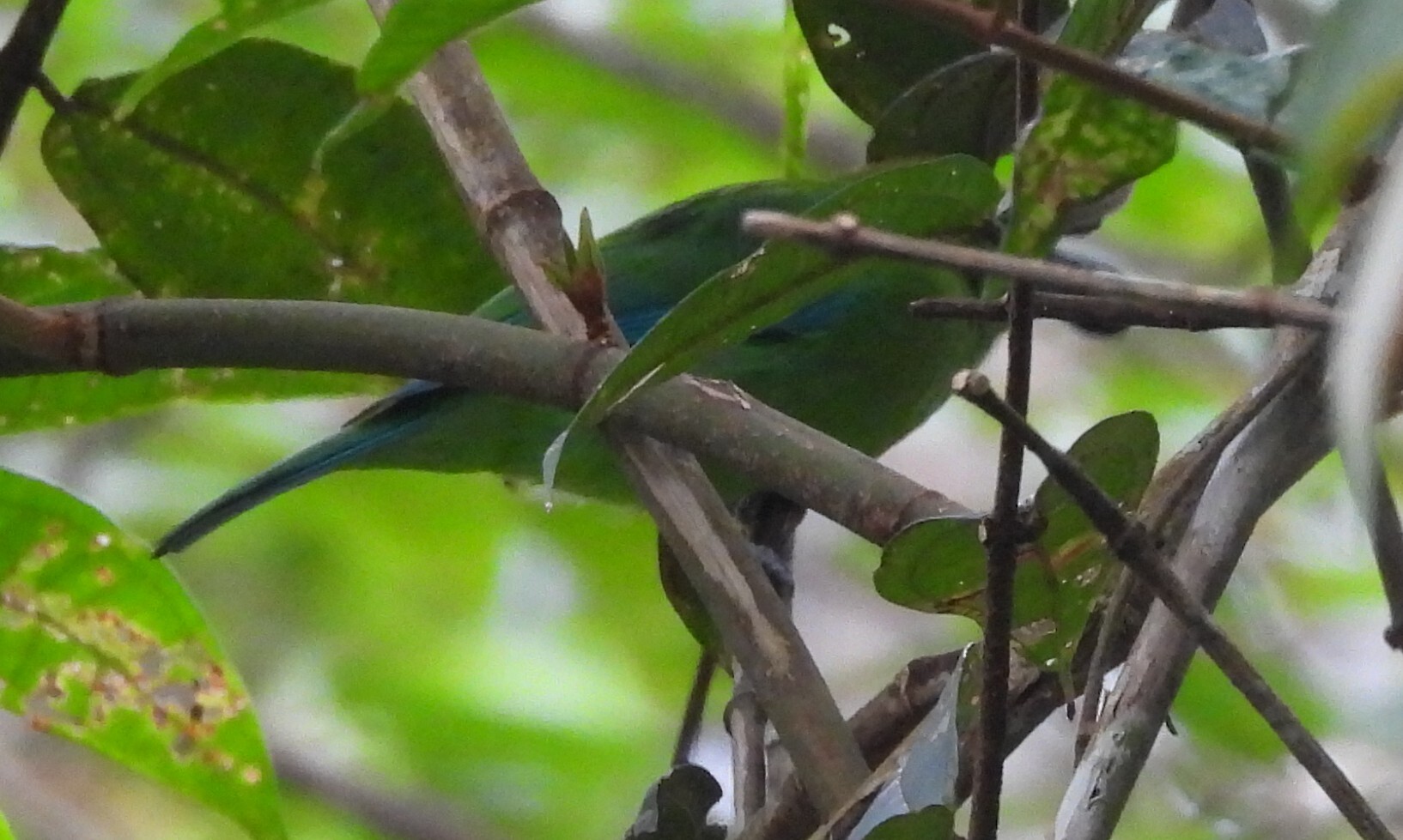 Blue-winged Leafbird illustration