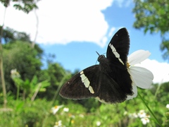 Autochton bipunctatus