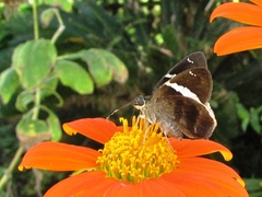 Autochton bipunctatus