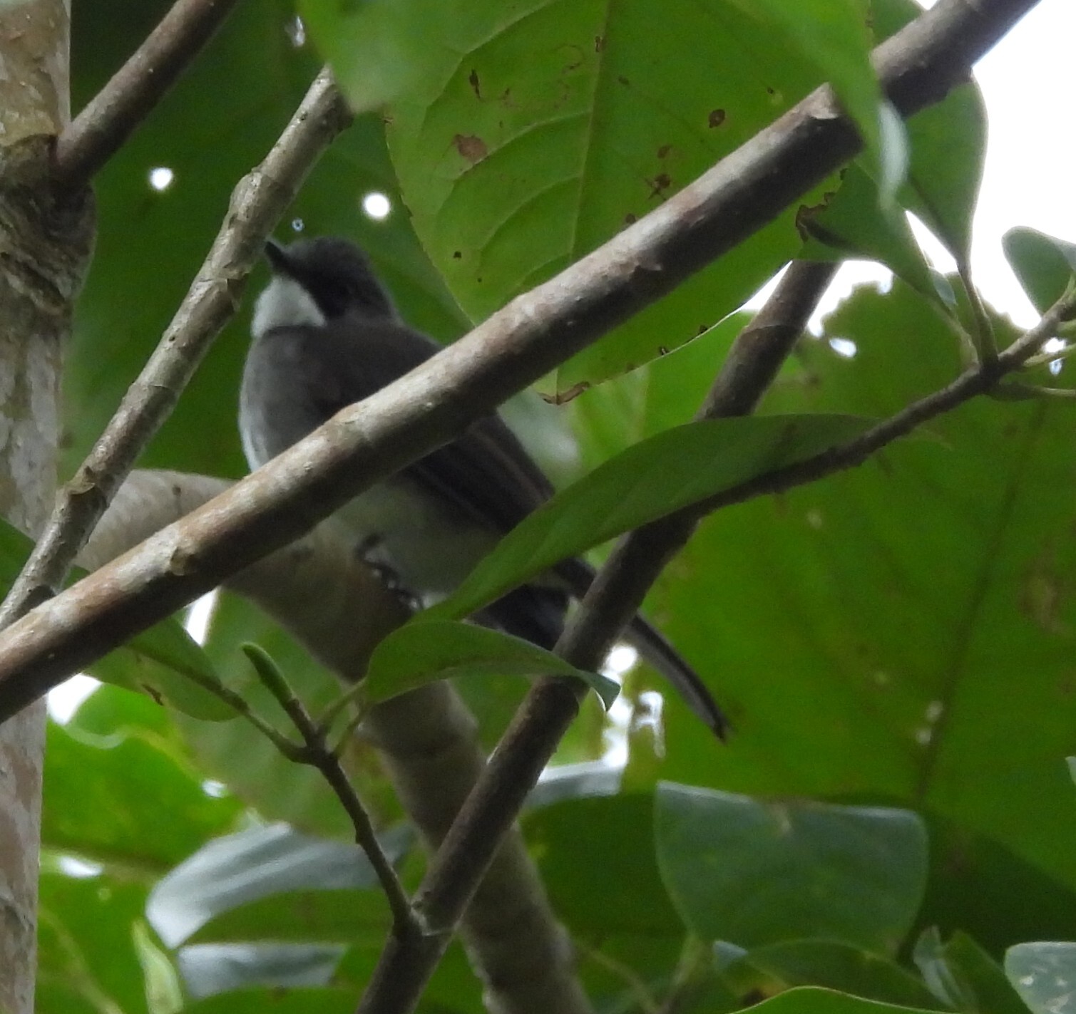 Cinereous Bulbul illustration