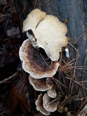 Trametes versicolor