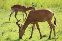 Alcelaphus buselaphus lelwel