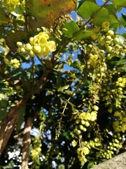Berberis × hortensis