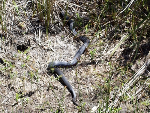 Lowlands Copperhead sighting