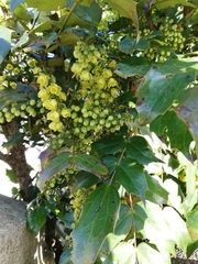 Berberis × hortensis