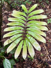 Ule's Zamia (Zamia ulei)