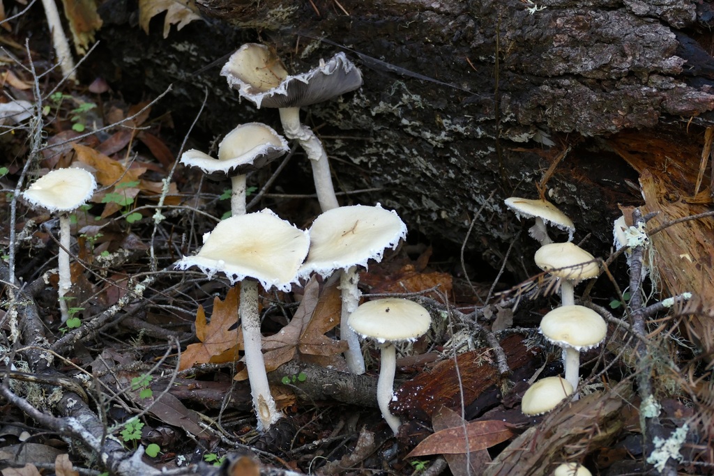 Stropharia ambigua · December 2025 · photo: © icosahedron (iNaturalist, cc-by)