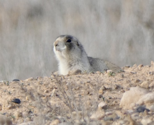 White-tailed Prairie Dog observed by kodimmt
