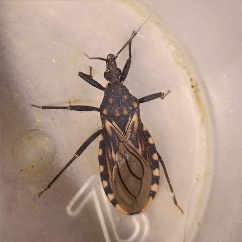 Triatoma maculata
