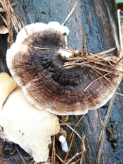 Trametes versicolor