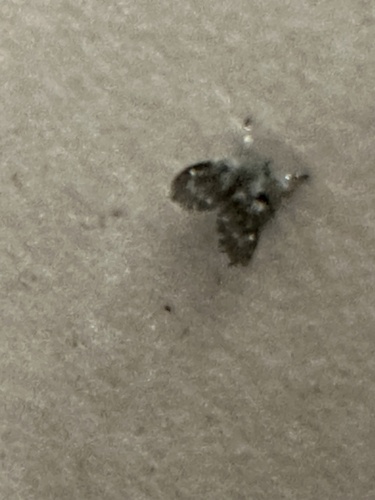 Unknown species found near University of Victoria, Saanich, BC, CA
