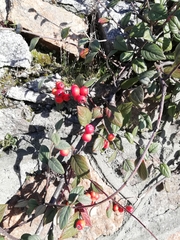 Cotoneaster sternianus