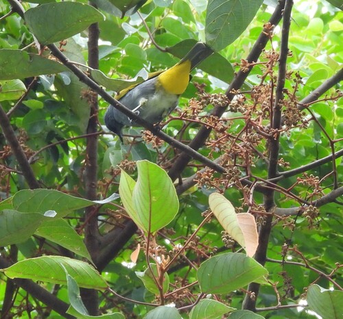 Grey-bellied Bulbul (Rubigula cyaniventris), photo 4